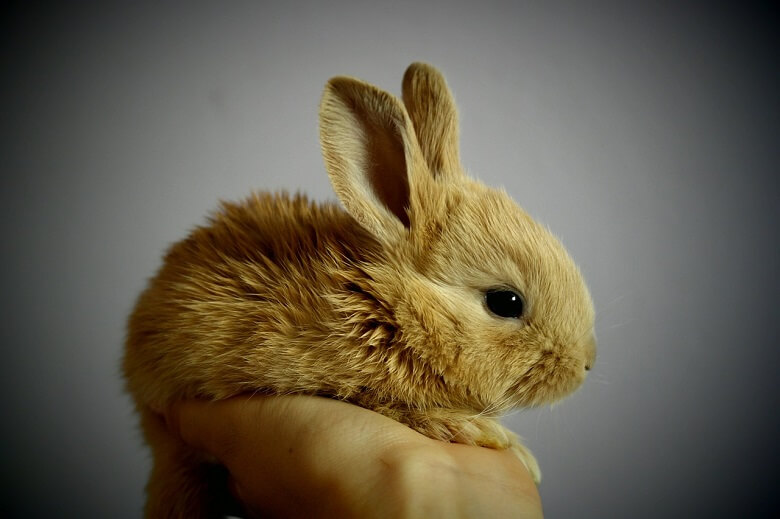 Warum Kaninchen als Haustiere immer beliebter werden
